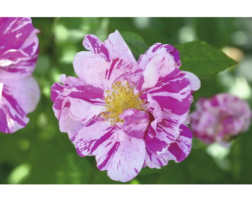 Randig ros med rosa och vita kronblad och gul mitt.