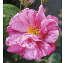 Strimmig ros i rosa och vitt med gul mitt och vattendroppar på kronbladen. Buddes Planteskole Logo.