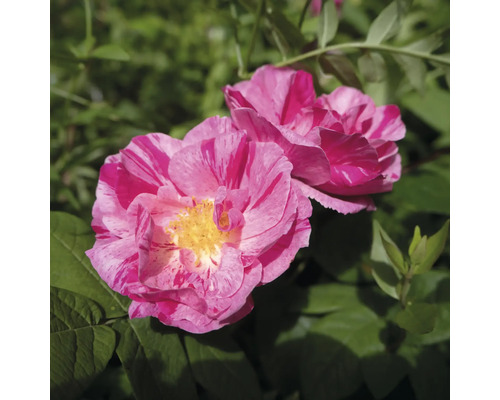 Två rosa- och vitstrimmiga rosor med gul mitt i trädgården bland gröna blad.