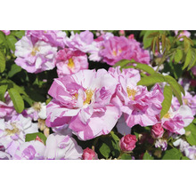 Buskros med rosa-vitstrimmiga blommor, gul mitt och gröna blad.