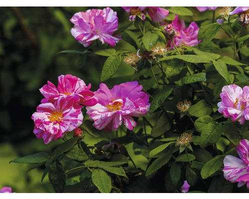 Strimmig buskros Rosa Mundi med rosa-vita kronblad, gul mitt och gröna blad.