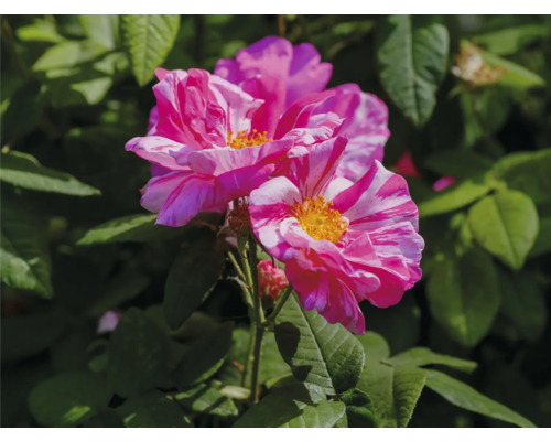 Randig ros i rosa och vitt med gul mitt och gröna blad.