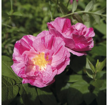 Två rosa- och vitstrimmiga rosor med gul mitt i trädgården bland gröna blad.