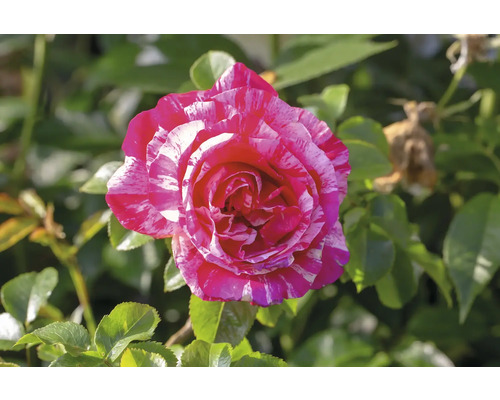 Tvåfärgad ros med rosa och vitstrimmiga kronblad.