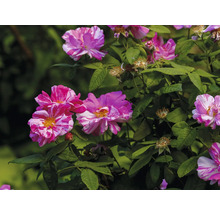 Strimmig buskros Rosa Mundi med rosa-vita kronblad, gul mitt och gröna blad.