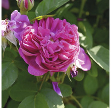 Närbild på en starkt rosa, fylld rosenblomma med en knopp och gröna blad.