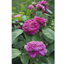 Närbild på rosa blommande rosor med gröna blad.