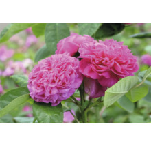 Närbild på rosa, fyllda rosenblommor på en rosenbuske.