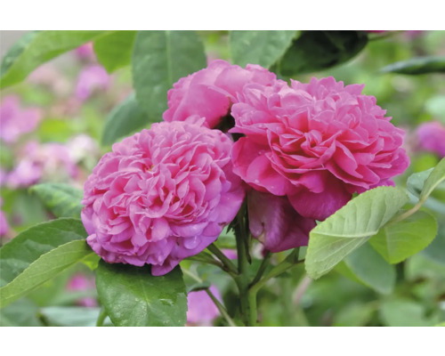 Närbild på rosa, fyllda rosenblommor på en rosenbuske.