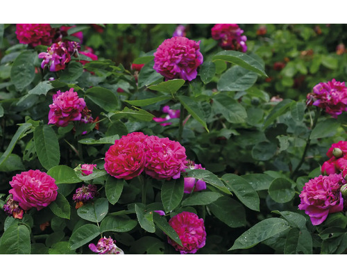 Rosa buskrosor i full blom med gröna blad i en trädgård.
