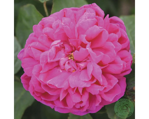 Rosafärgad ros med fylld blomma och Buddes Planteskole Logo.