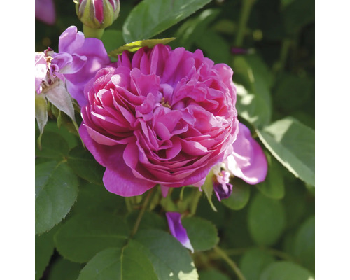 Närbild på en starkt rosa, fylld rosenblomma med en knopp och gröna blad.