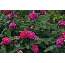 Rosa buskrosor i full blom med gröna blad i en trädgård.