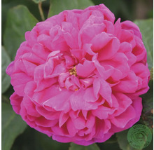 Rosafärgad ros med fylld blomma och Buddes Planteskole Logo.