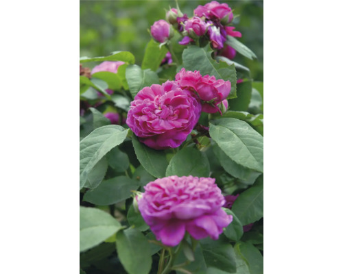 Ros OMNIA GARDEN Rosa 'Rose de Rescht' (Bifera-Gruppen) 10-pack Närbild på rosa blommande rosor med gröna blad.