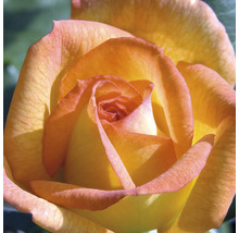 Närbild på en ros med gula och orangea kronblad.