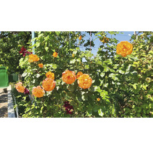 Klätterrosor med orange-gula blommor och mörkröd klematis på en spaljé i en solig trädgård.