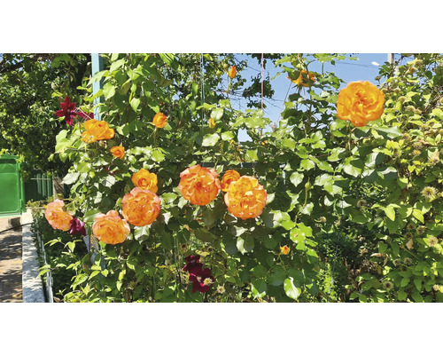 Klätterrosor med orange-gula blommor och mörkröd klematis på en spaljé i en solig trädgård.