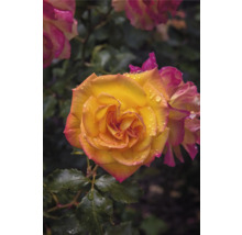 Närbild av en gul ros med rosa kanter och vattendroppar på kronbladen.