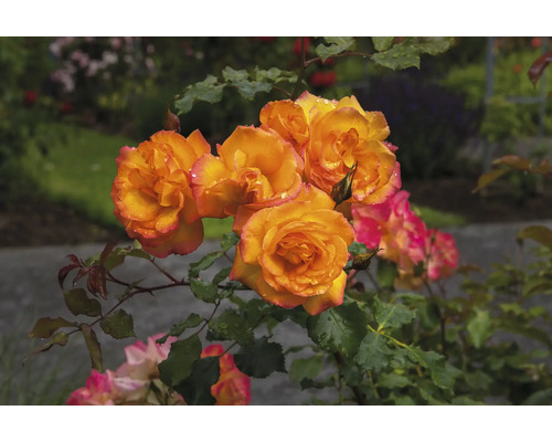 Orangegula klasrosor med rosa kanter och vattendroppar på en grön buske i en trädgård.