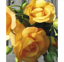 Gul-orange rosor med gröna blad och knoppar, samt Buddes Plantesk Logo.