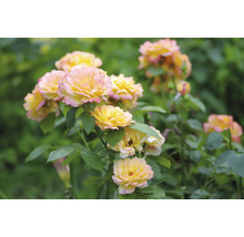 Gulrosa blommande rosor med gröna blad.