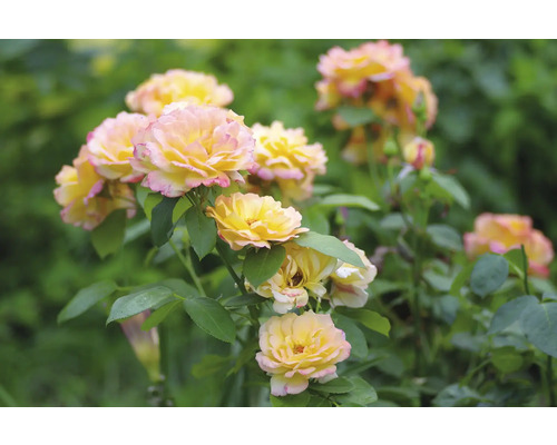 Gulrosa blommande rosor med gröna blad.