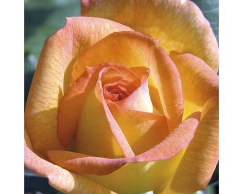 Närbild på en ros med gula och orangea kronblad.