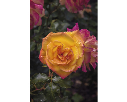 Närbild av en gul ros med rosa kanter och vattendroppar på kronbladen.