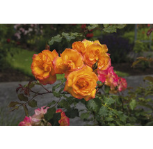 Orangegula klasrosor med rosa kanter och vattendroppar på en grön buske i en trädgård.