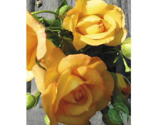 Gul-orange rosor med gröna blad och knoppar, samt Buddes Plantesk Logo.