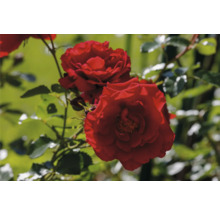 Röda rosor med gröna blad på en rosenbuske i trädgården.