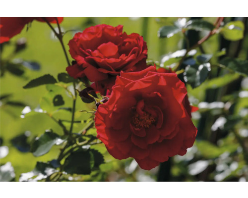 Röda rosor med gröna blad på en rosenbuske i trädgården.