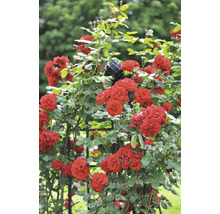 Röda klätterrosor på en svart spaljé av metall i en ljus trädgård.