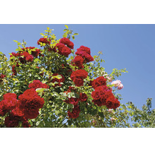 Blommande klätterros med röda blommor och gröna blad.