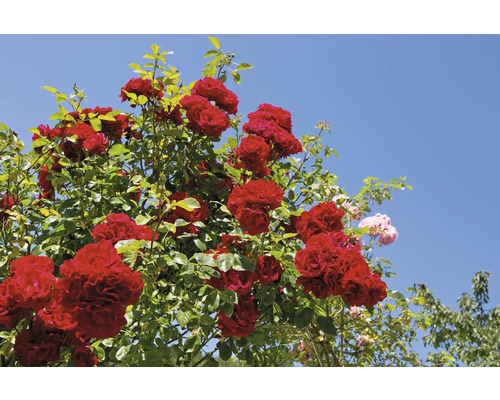 Blommande klätterros med röda blommor och gröna blad.