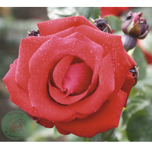 Närbild på en röd ros med vattendroppar på kronbladen och rosenknoppar. Buddes Planteskole Logo.