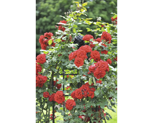 Röda klätterrosor på en svart spaljé av metall i en ljus trädgård.