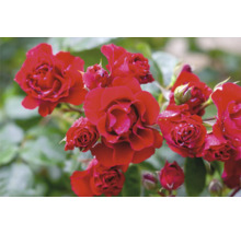 Blommande röda rosor med vattendroppar på kronbladen.