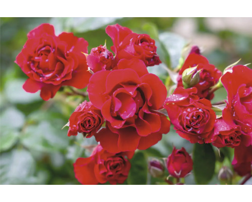 Blommande röda rosor med vattendroppar på kronbladen.