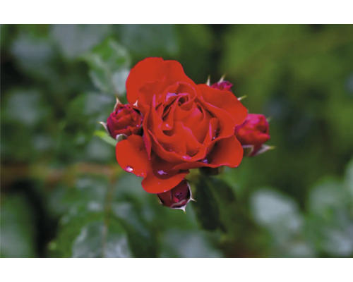 Röd ros med knoppar och vattendroppar på kronbladen.