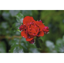 Röd ros med knoppar och vattendroppar på kronbladen.