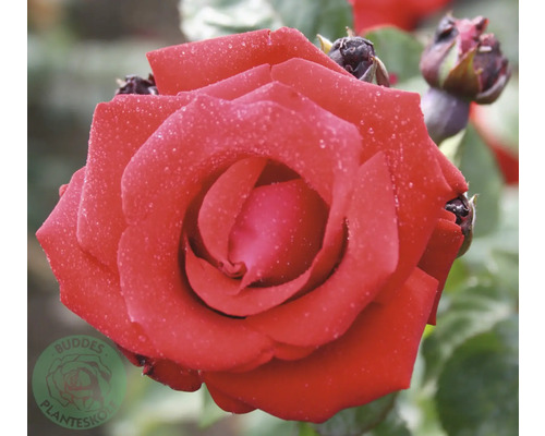 Närbild på en röd ros med vattendroppar på kronbladen och rosenknoppar. Buddes Planteskole Logo.