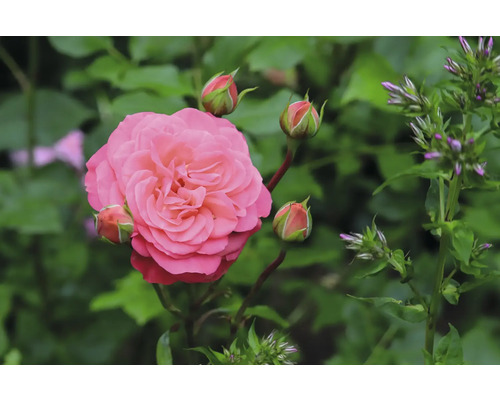 Rosa ros med knoppar och gröna blad.