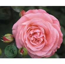 Fullt utslagen rosa ros med flera lager kronblad och två rosenknoppar. Buddes Planteskole Logo.
