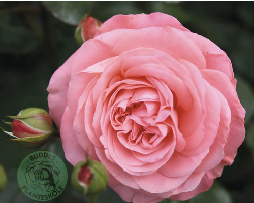 Fullt utslagen rosa ros med flera lager kronblad och två rosenknoppar. Buddes Planteskole Logo.