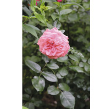 Rosa blommande ros med fylld blomma i trädgården.