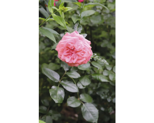 Rosa blommande ros med fylld blomma i trädgården.