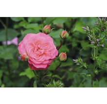 Rosa ros med knoppar och gröna blad.