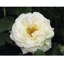 Blommande vit ros med gul mitt och gröna blad.